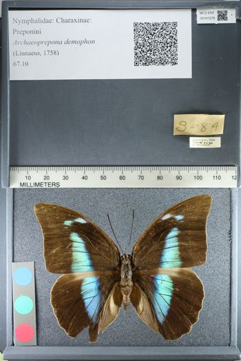 Media type: image;   Entomology 161278